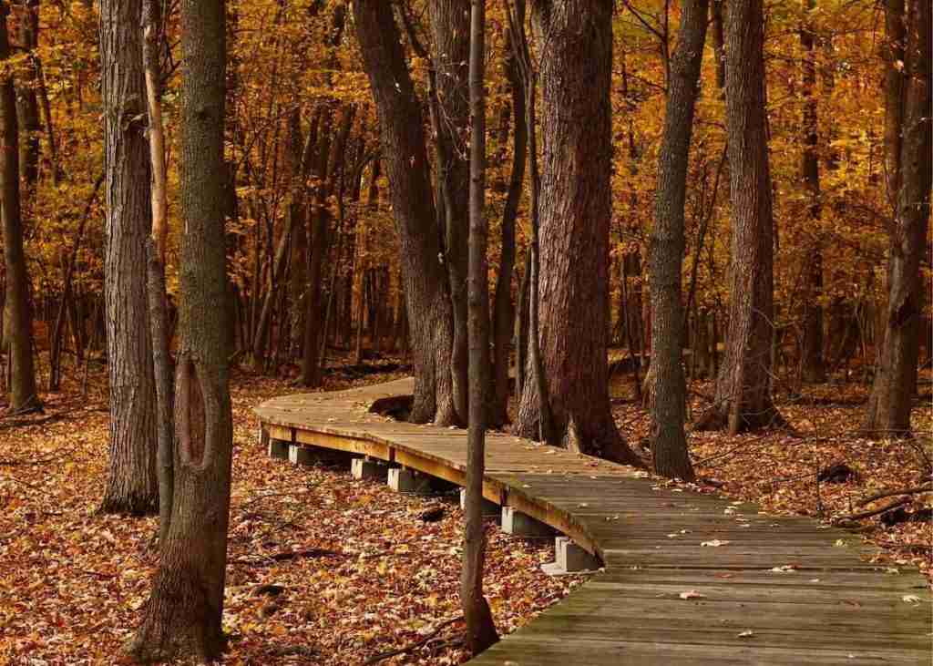 Elevated boardwalk trail through the woods at the Kingdom Trails during colorful fall foliage season
