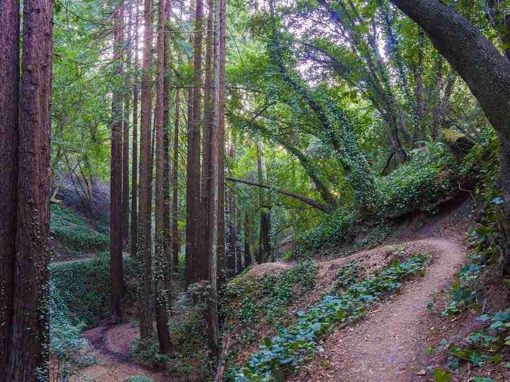 Beautiful singletrack mountain bike trail through Joaquin Miller park in the Bay Area